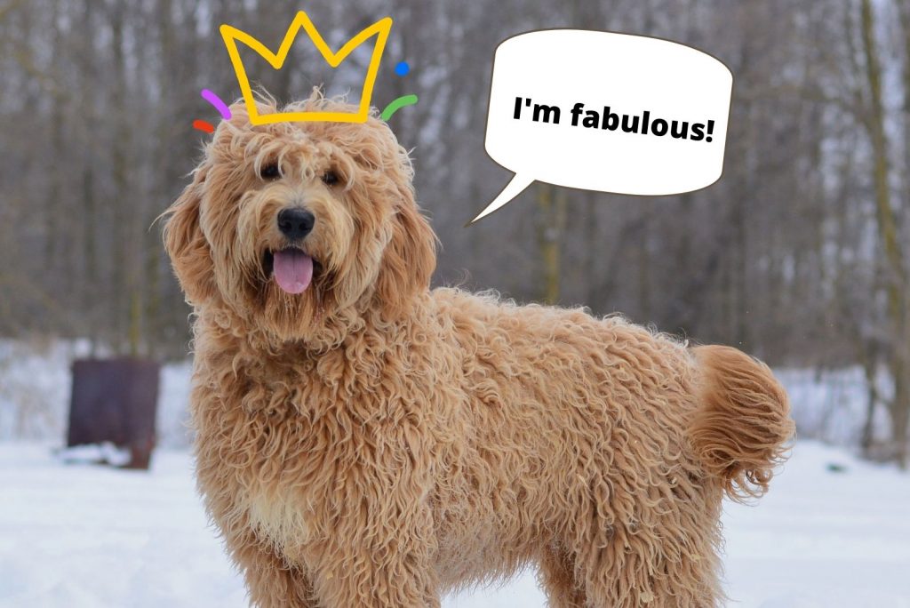 english goldendoodle standing in the snow