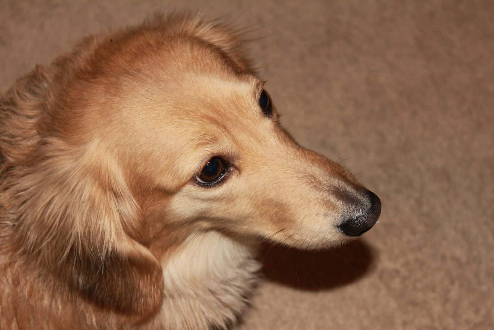 english long haired cream dachshund in a high angle of a head shot