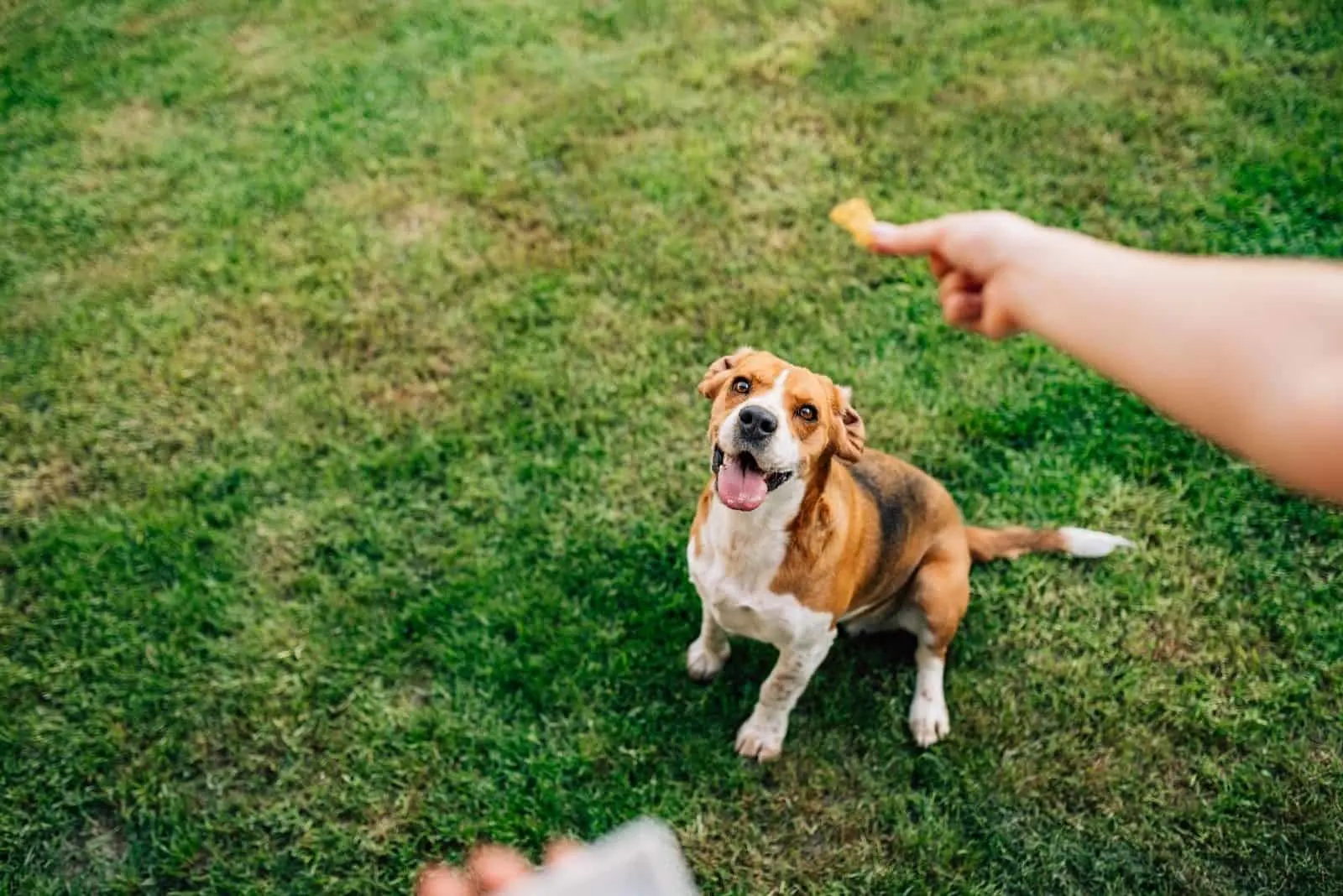 feeding happy dog with treats outdoors