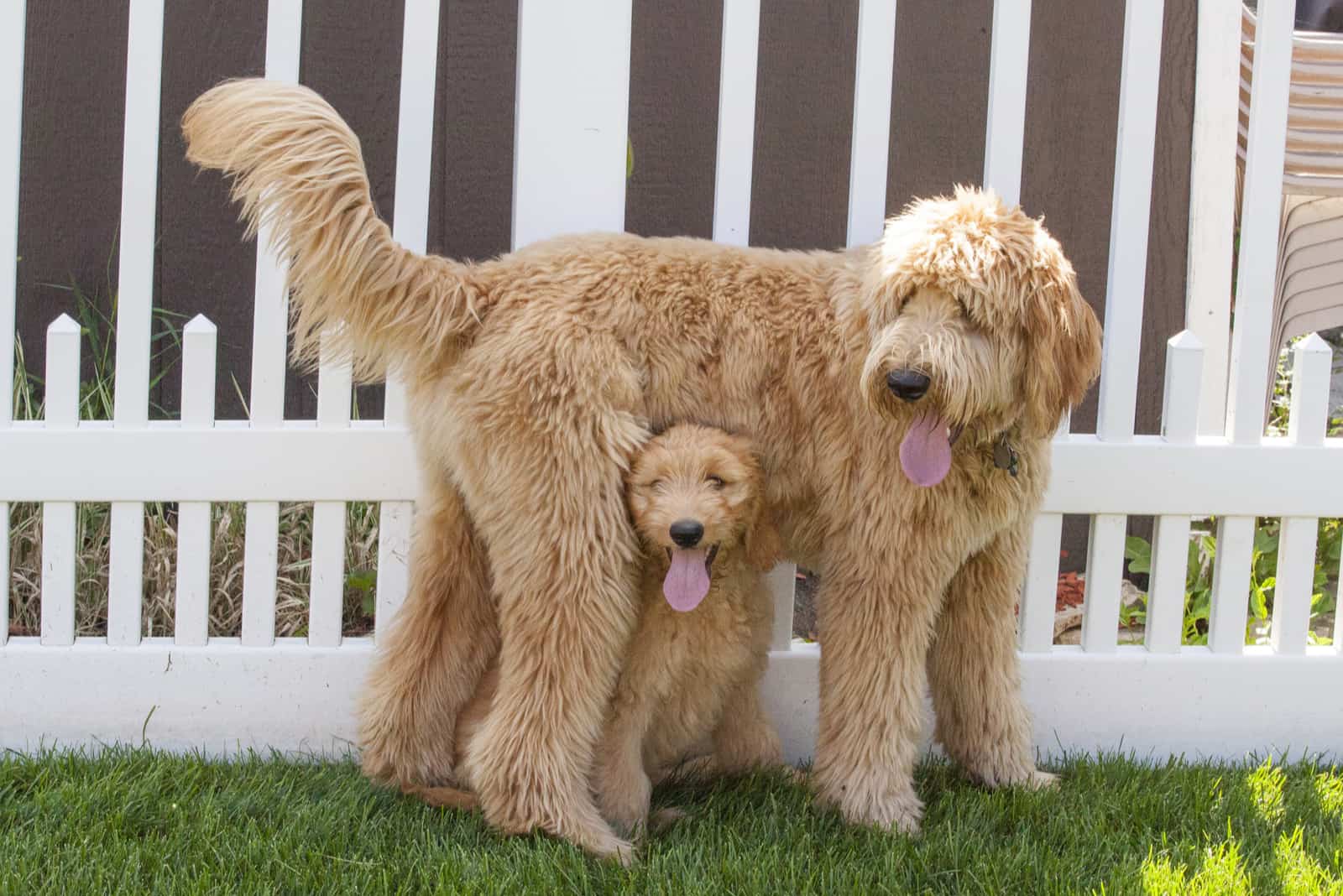 female Goldendoodles with her cub