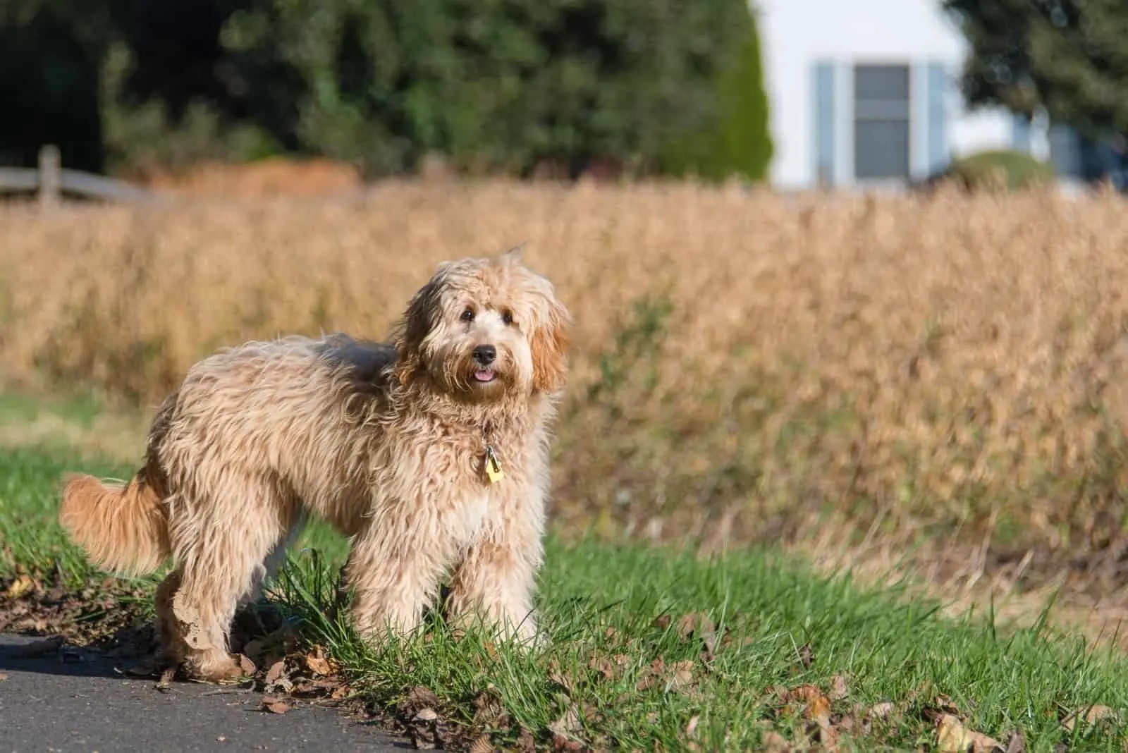 female mini goldendoodle f1b standing outdoors with dried grasses in the background