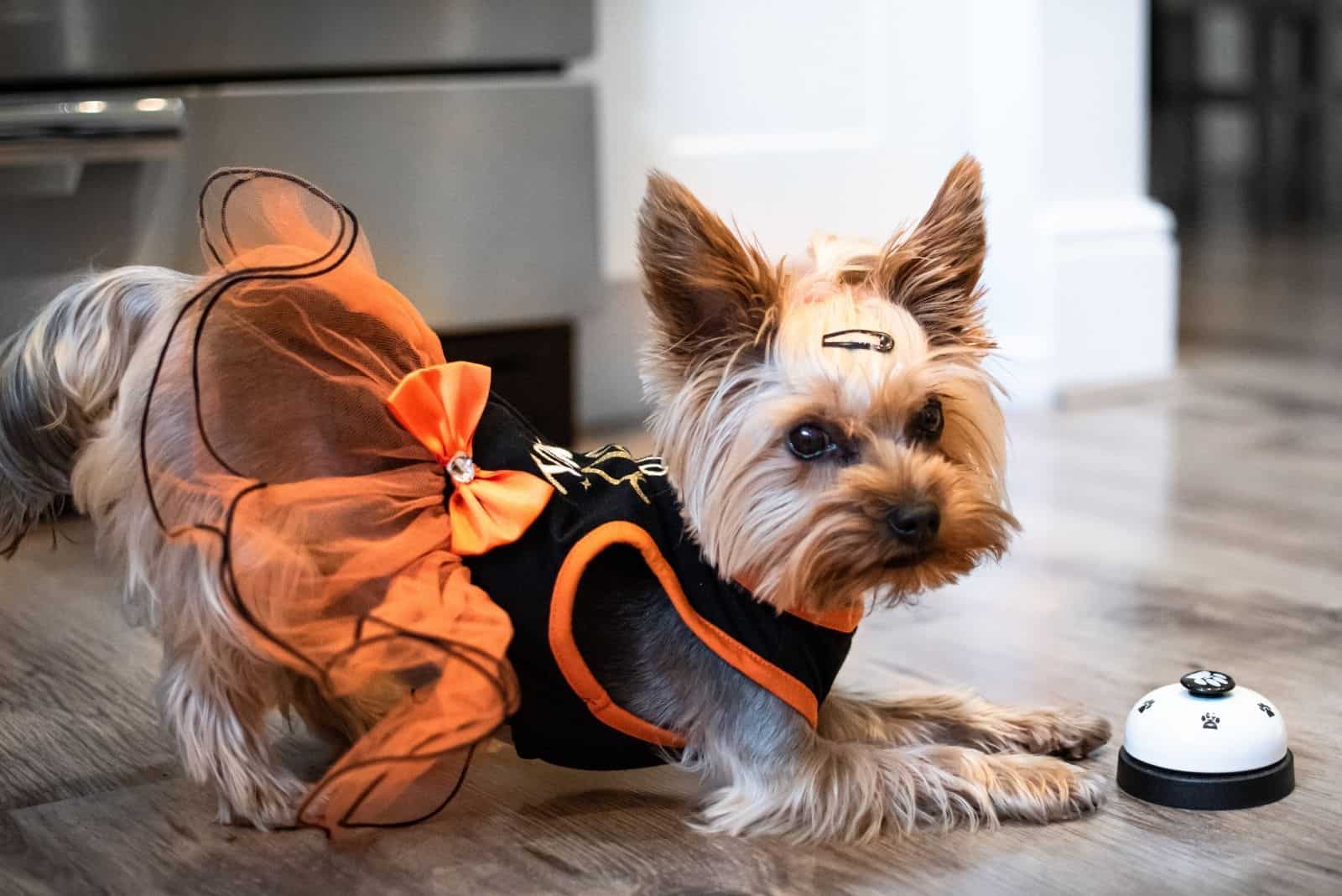 female yorkshire dressed with orange dress inside the house