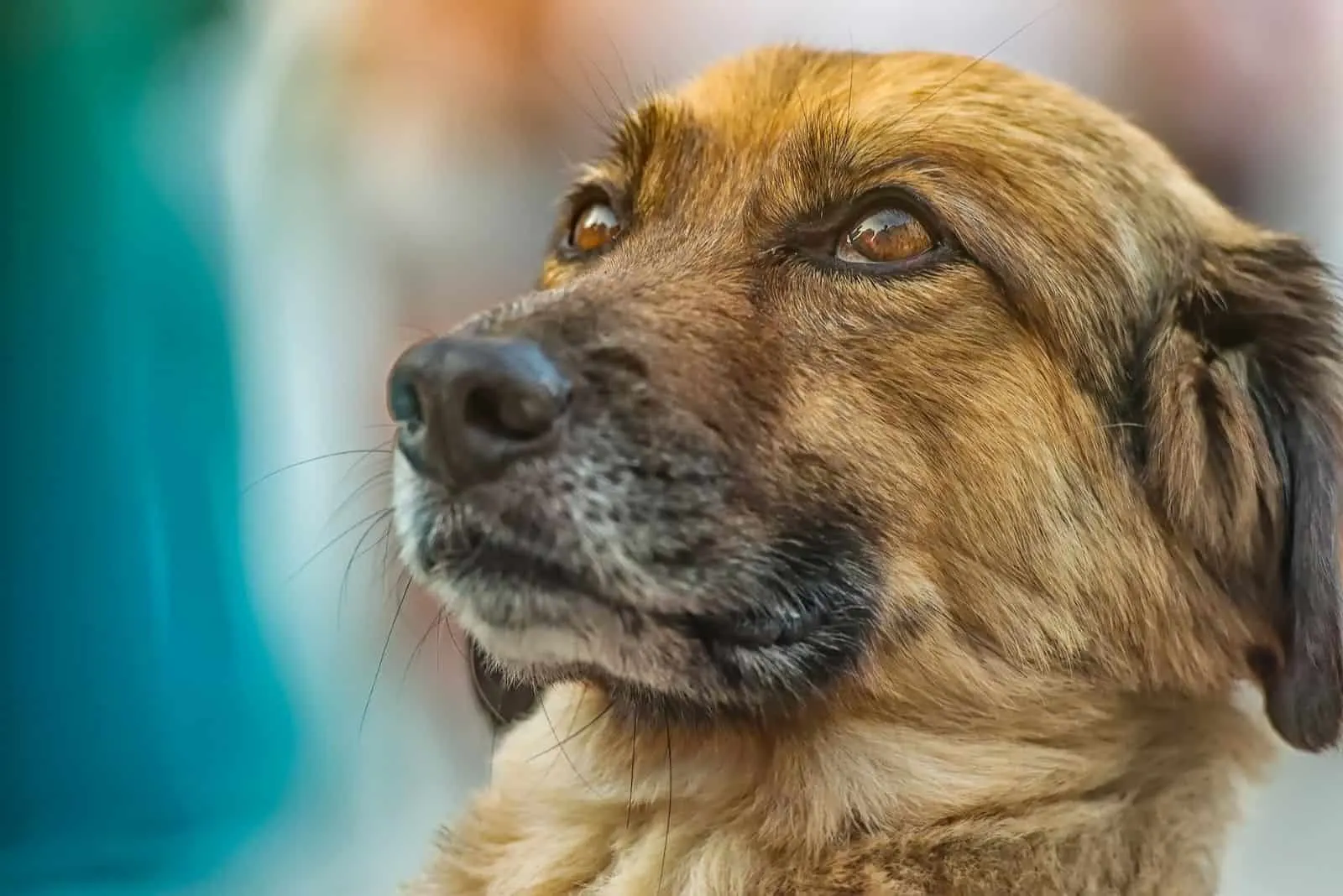 focus image of a dog looking upwards in a sideview