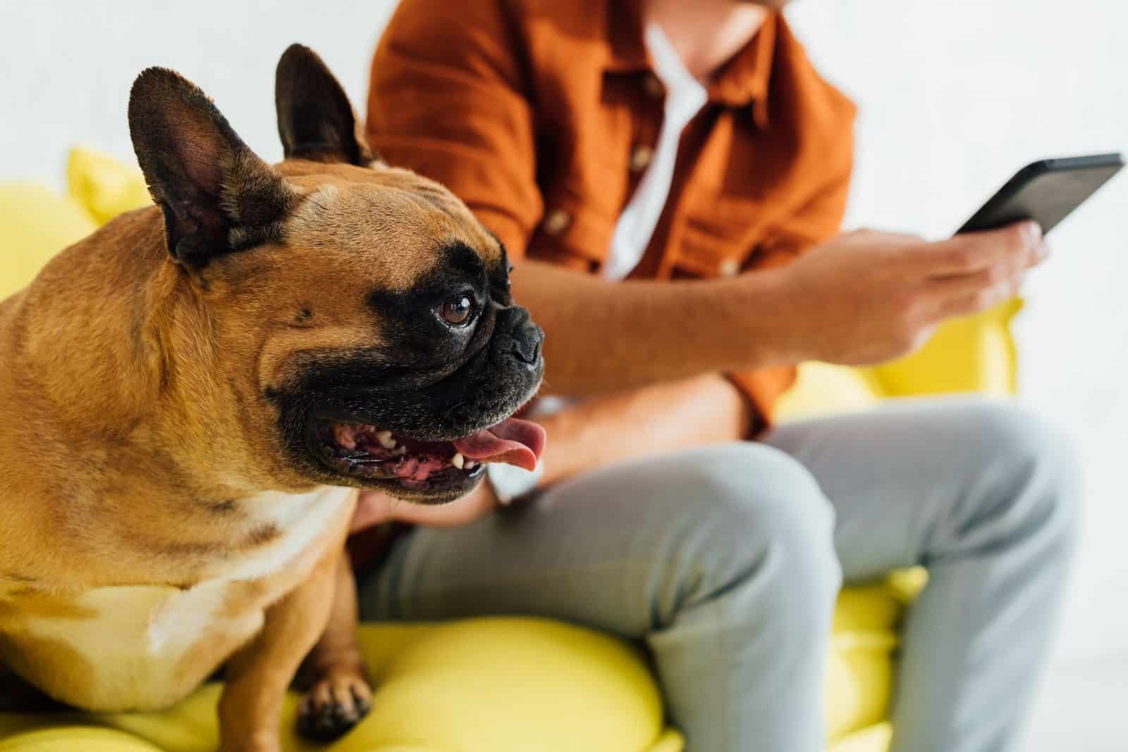 french bulldog sitting beside a man holding a phone petting him in the yellow sofa