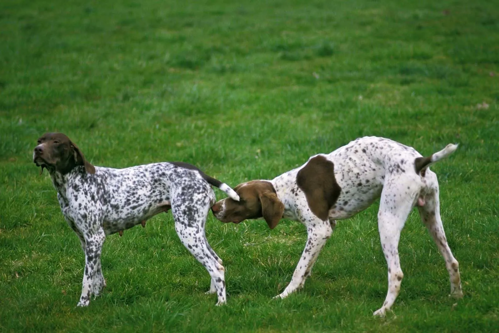 french pyrenean pointer dog male smelling a female in heat
