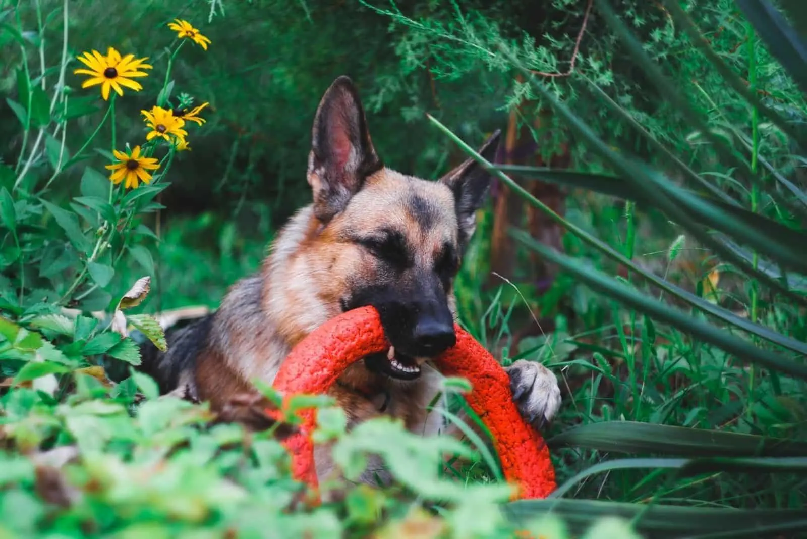german shepherds plays with a toy