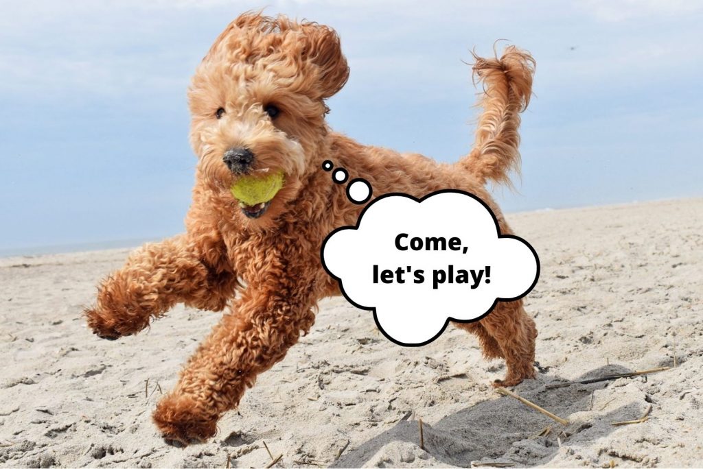 goldendoodle runs along the beach with a ball in his mouth