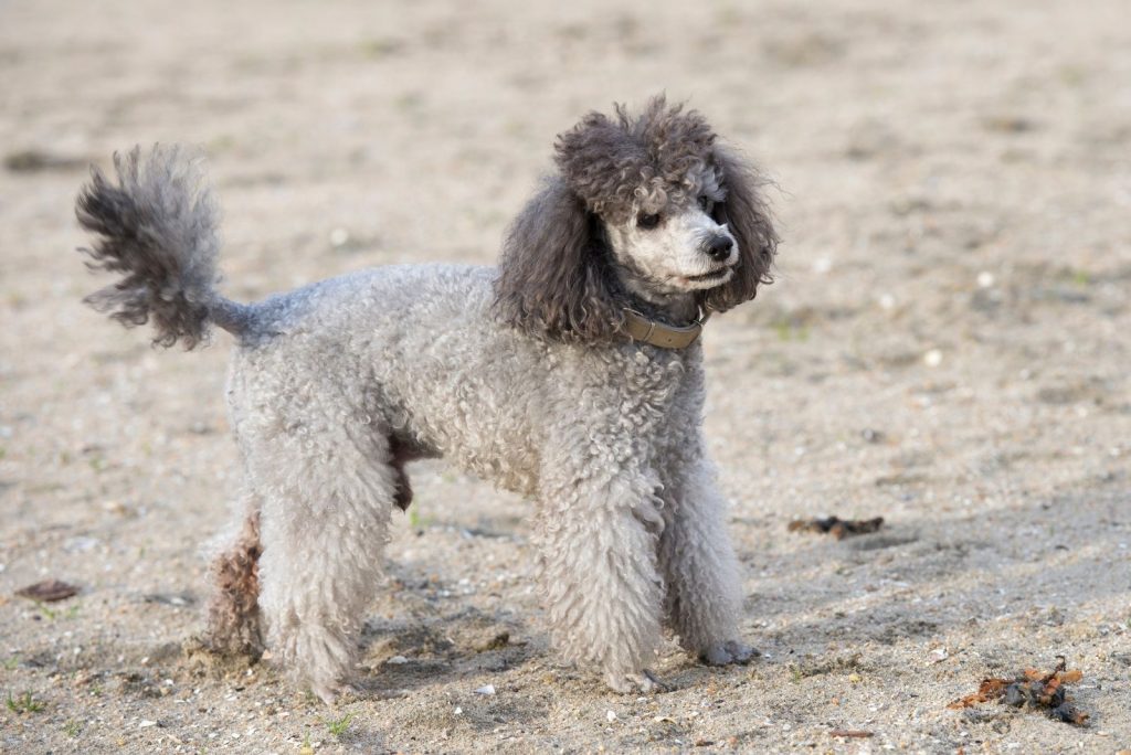 phantom dog coat