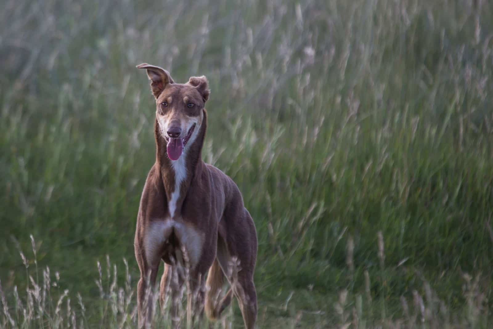 greyhound dog breed standing in the middle of the field
