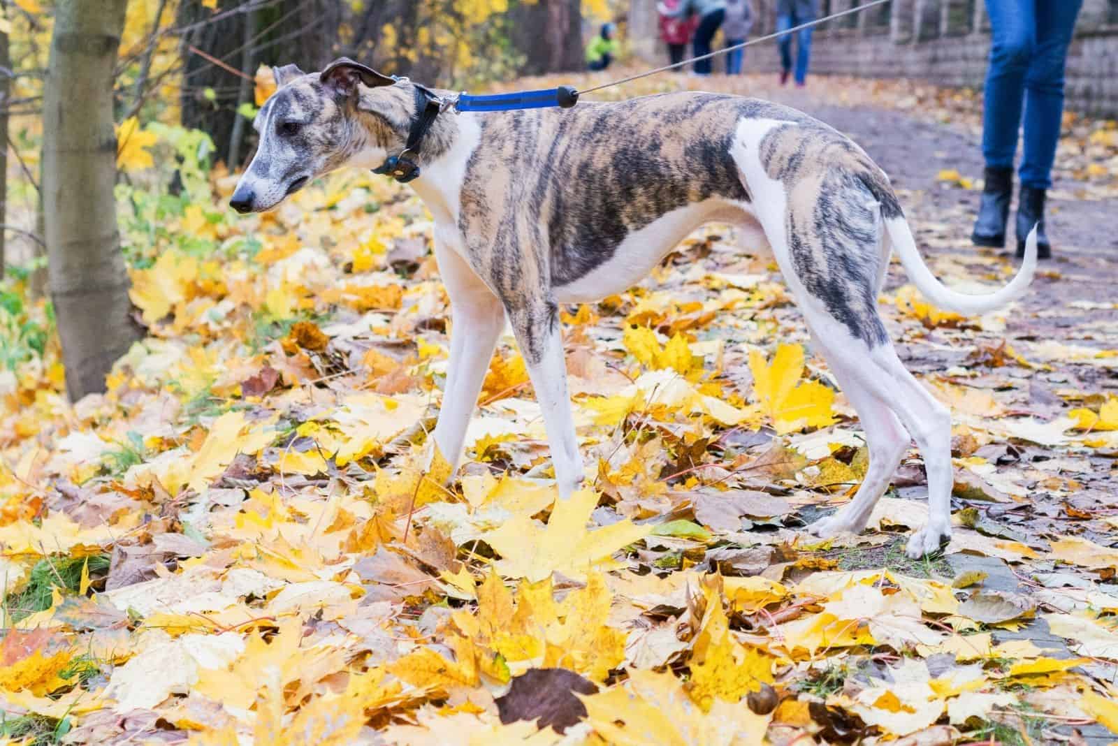 greyhound dog walking in an autumn park