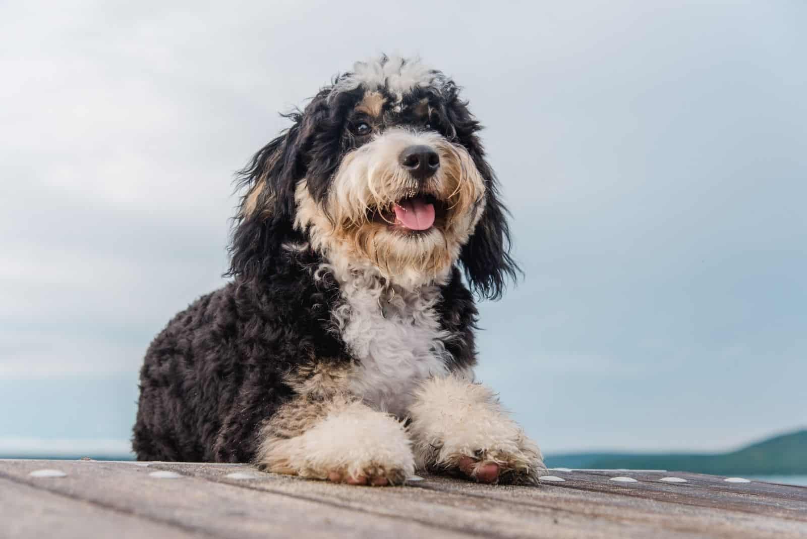 grown up bernedoodle leaning on the wooden platform beside the waters