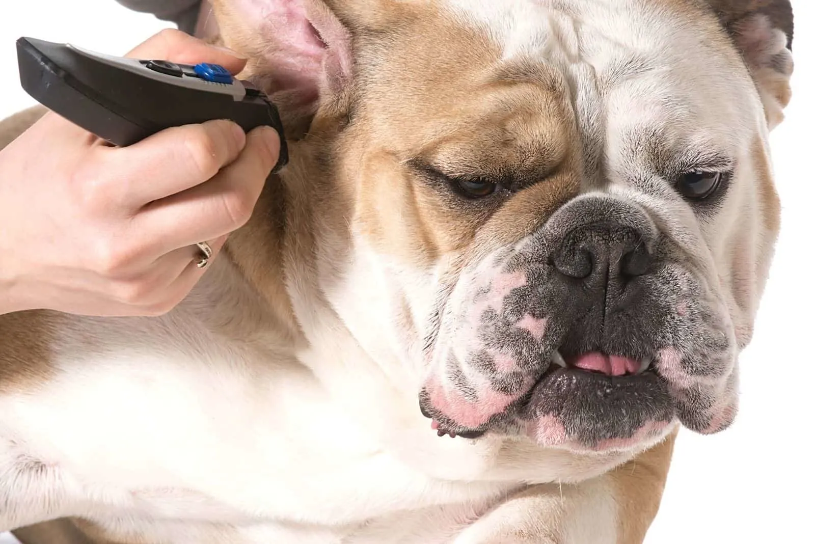 haircut and grooming of the English Bulldog
