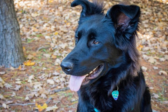 Blue German Shepherd: All About This Unique Dog Breed