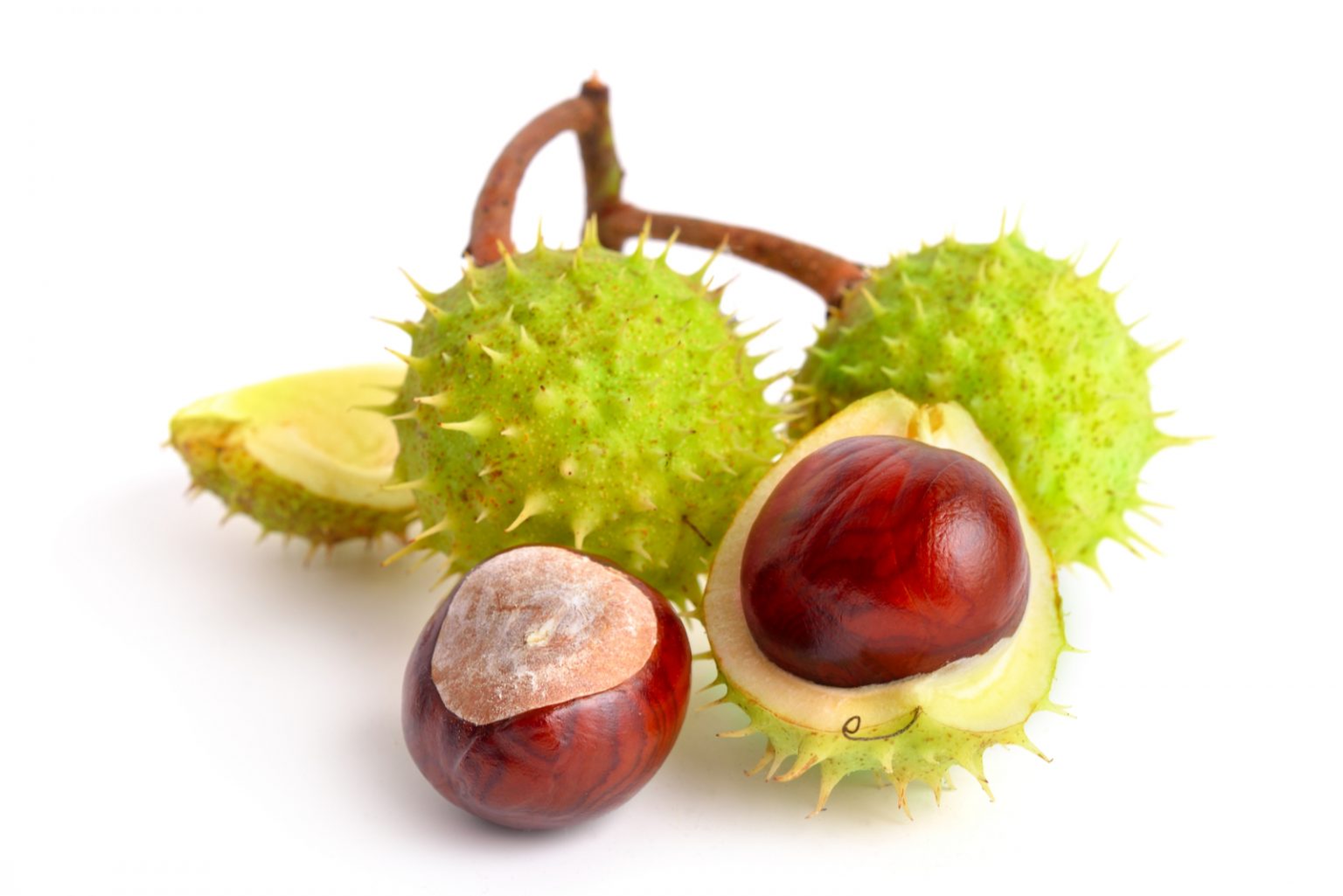 Can Dogs Eat Chestnuts Are Water Chestnuts Safe Or Hazardous?