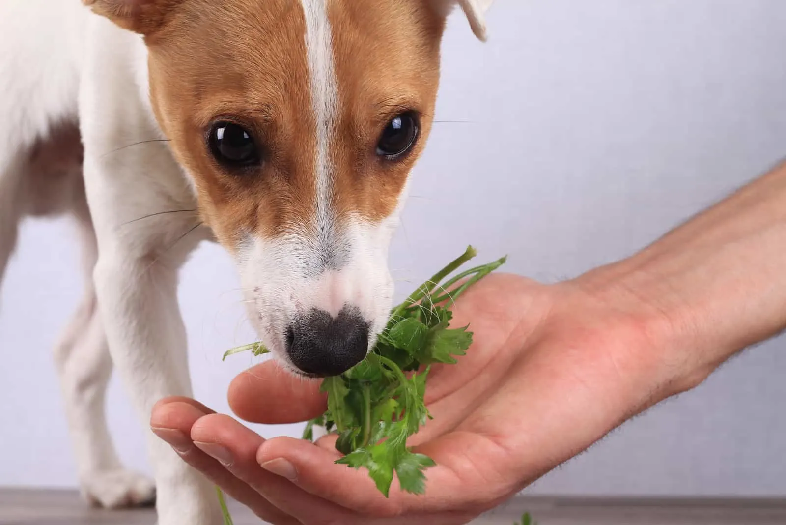 jack russell eats parsley from a man's hand