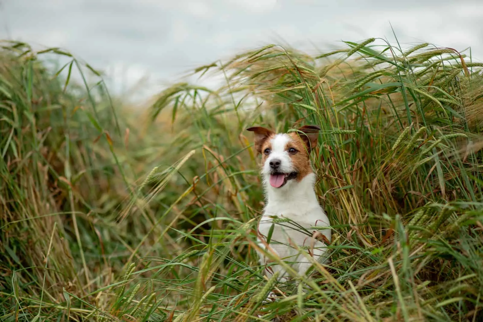 jack russell sitting in the grass