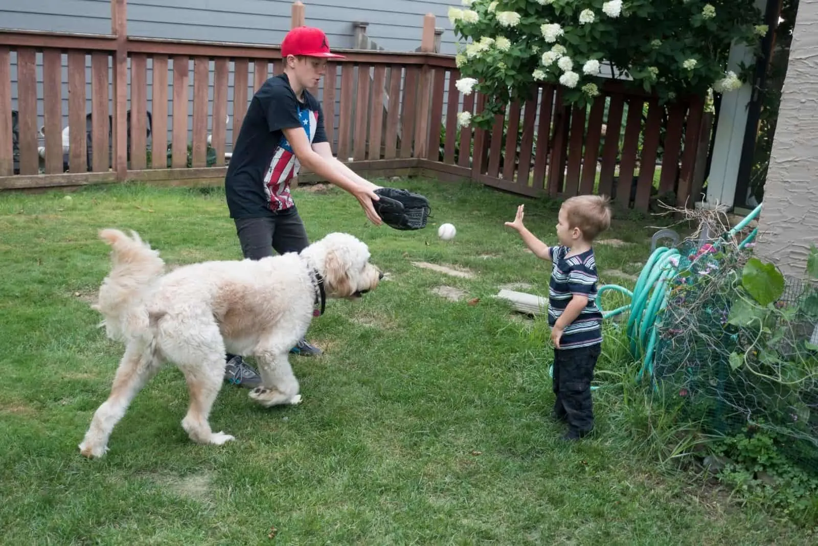 kids playing baseball with the goldendoodle dog in the backyard