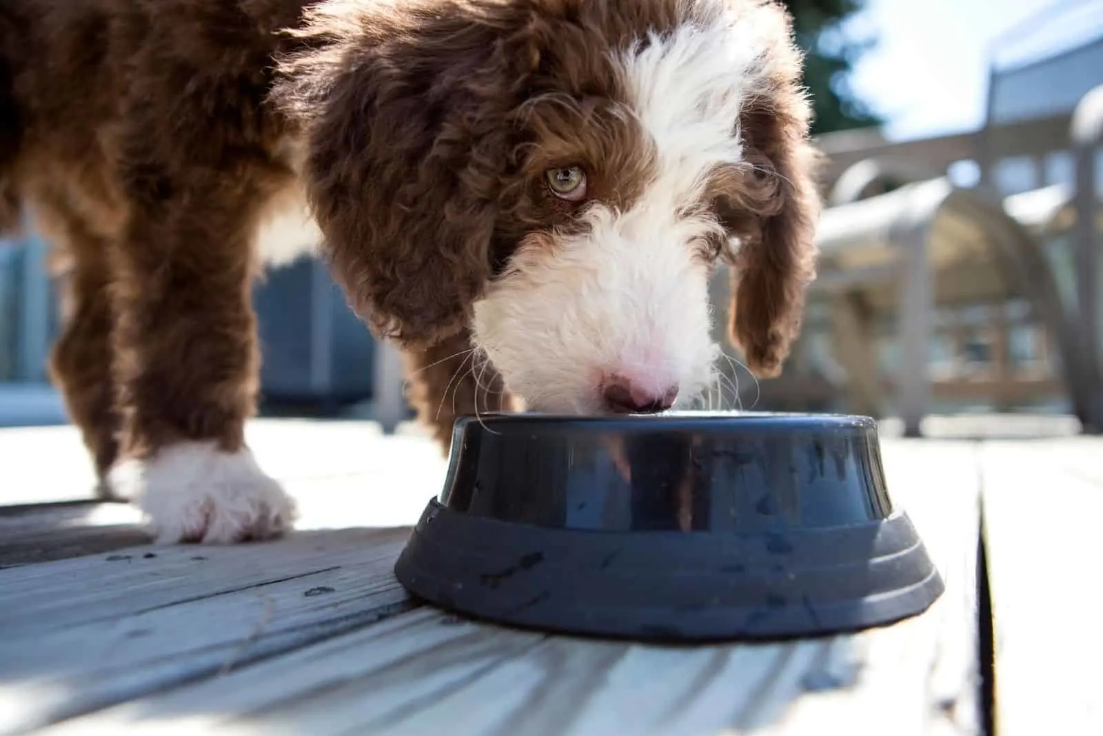 labradoodle eating on bowl outdoors in focus photography