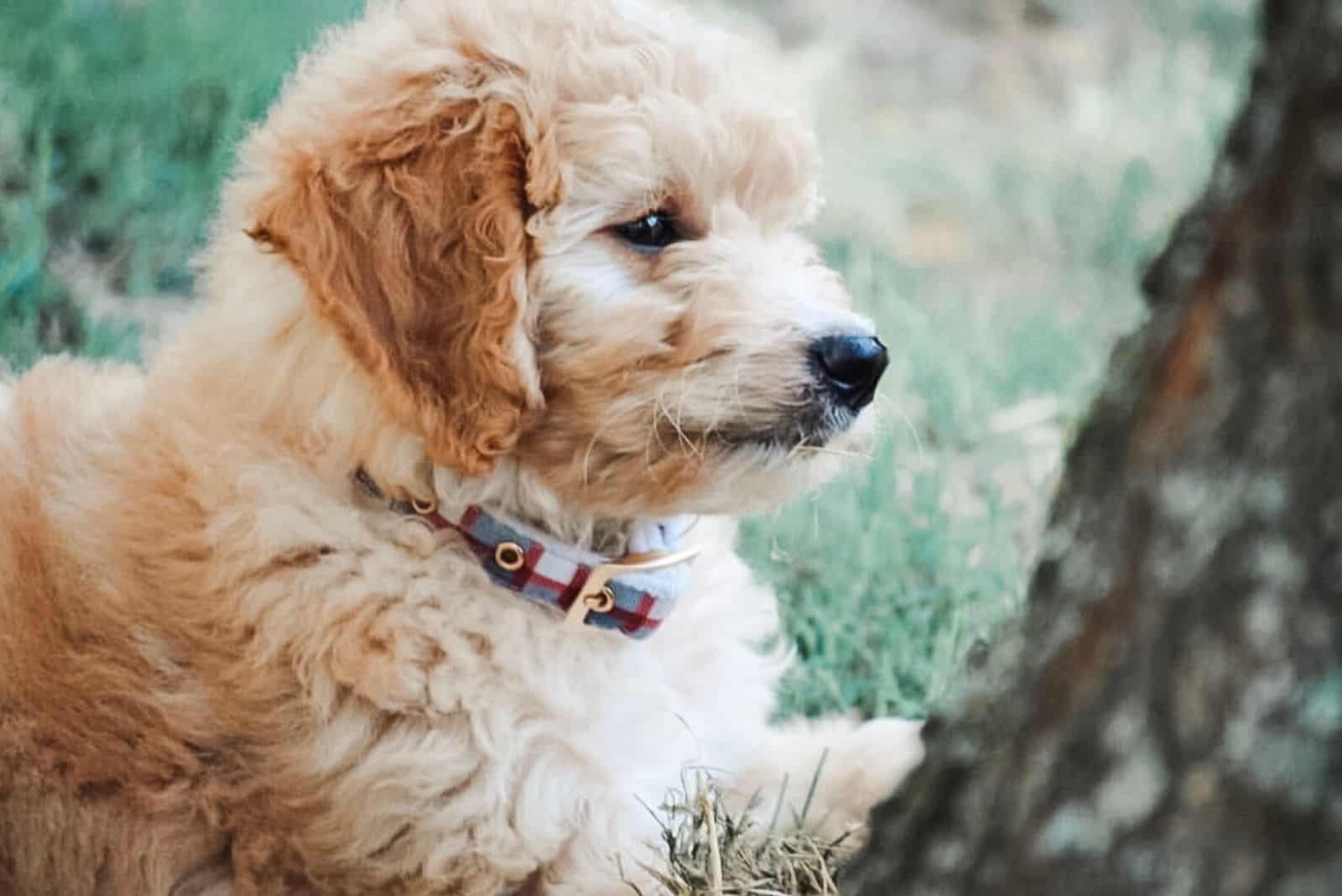 labradoodle puppy lying donw near a tree