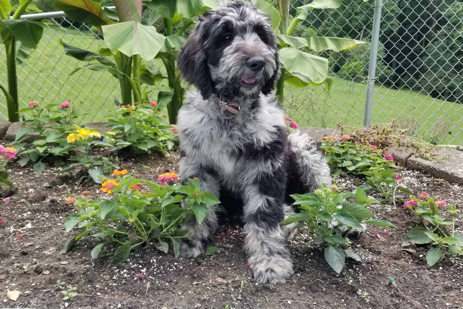 labradoodle puppy sitting in flower garden
