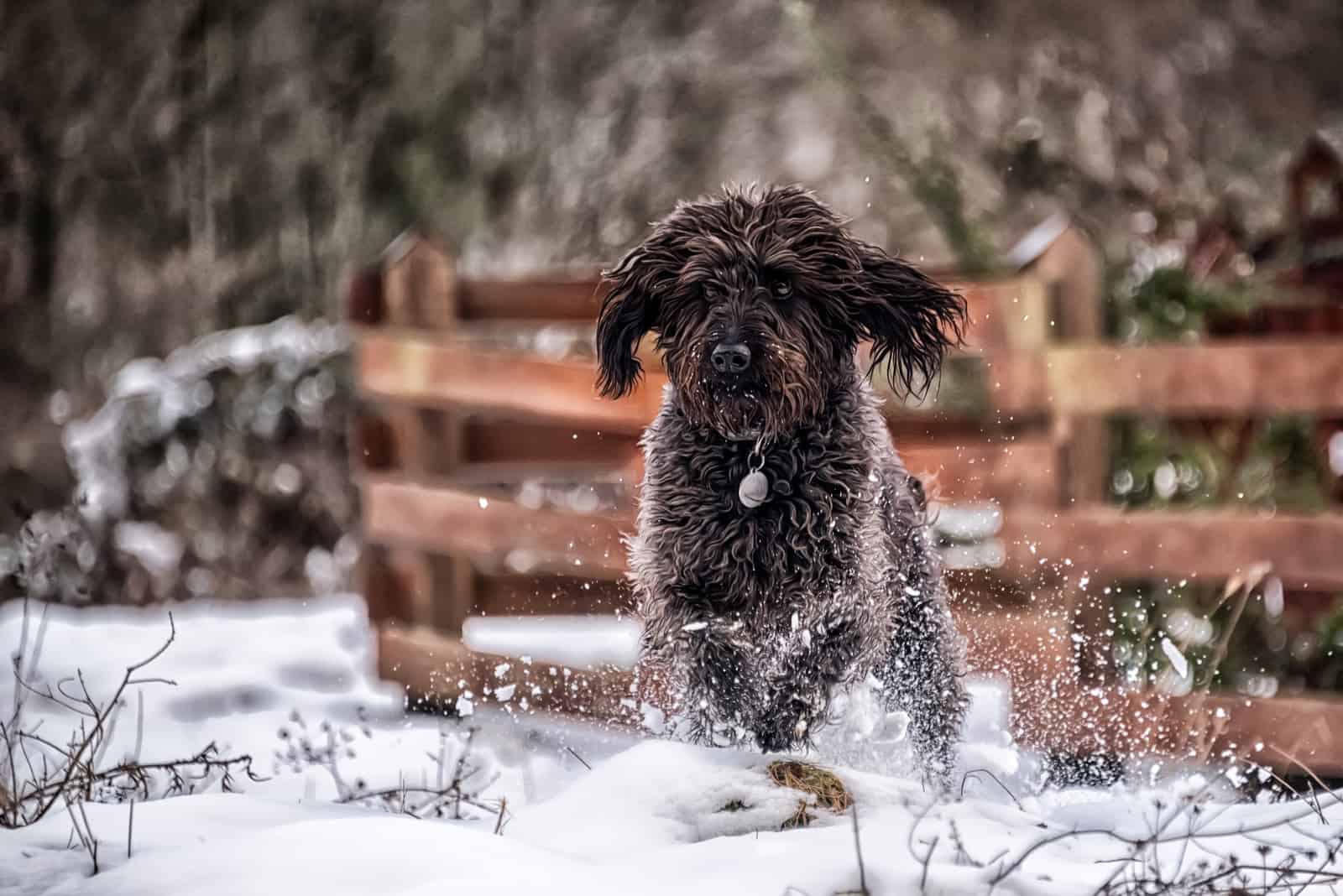 labradoodle runs across the snow