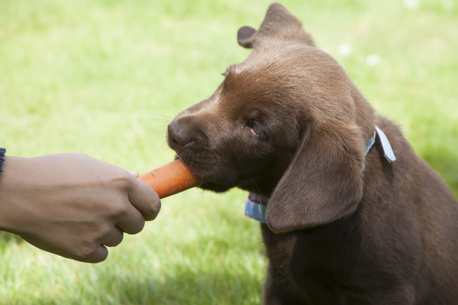 Can Dogs Eat Bagels? Why (Not) Feed Dogs Human Food
