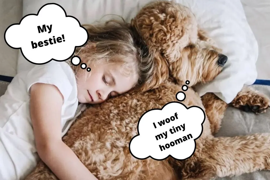 little girl sleeps in goldendoodle's arms
