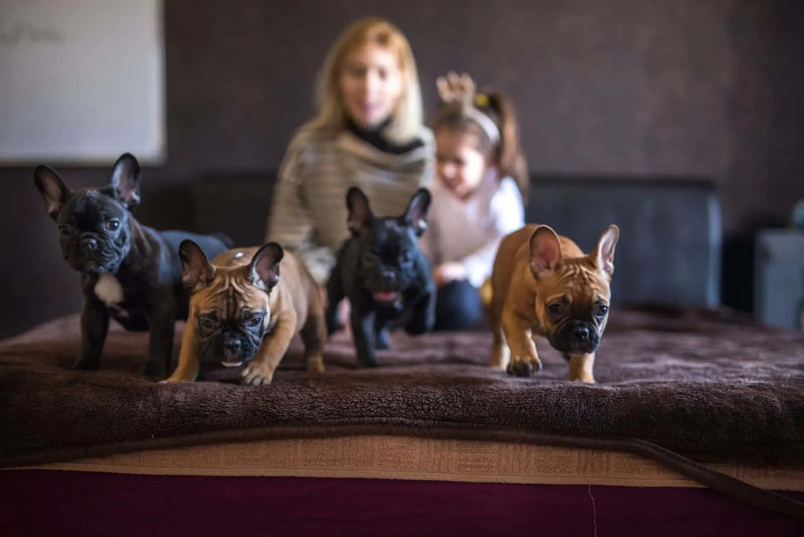 lovely family in blurred background of three french bulldogs on top of the bed