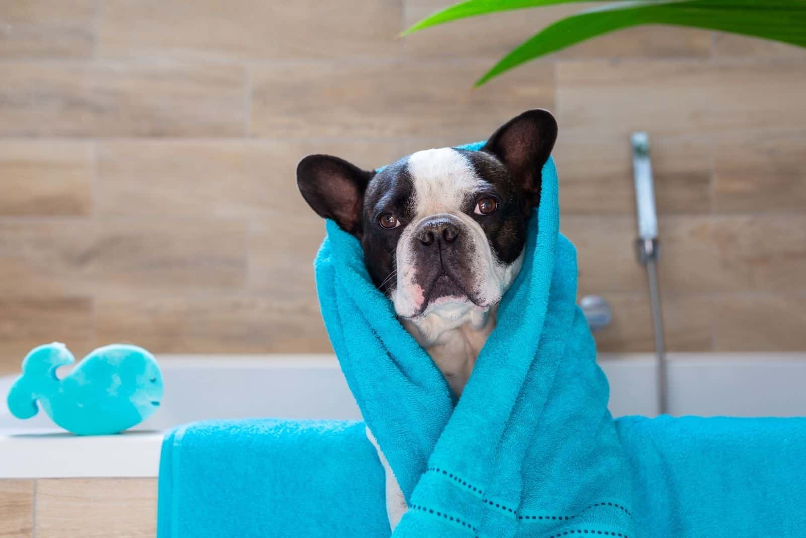 lovely french bulldog on blue towel after bathing in the tub