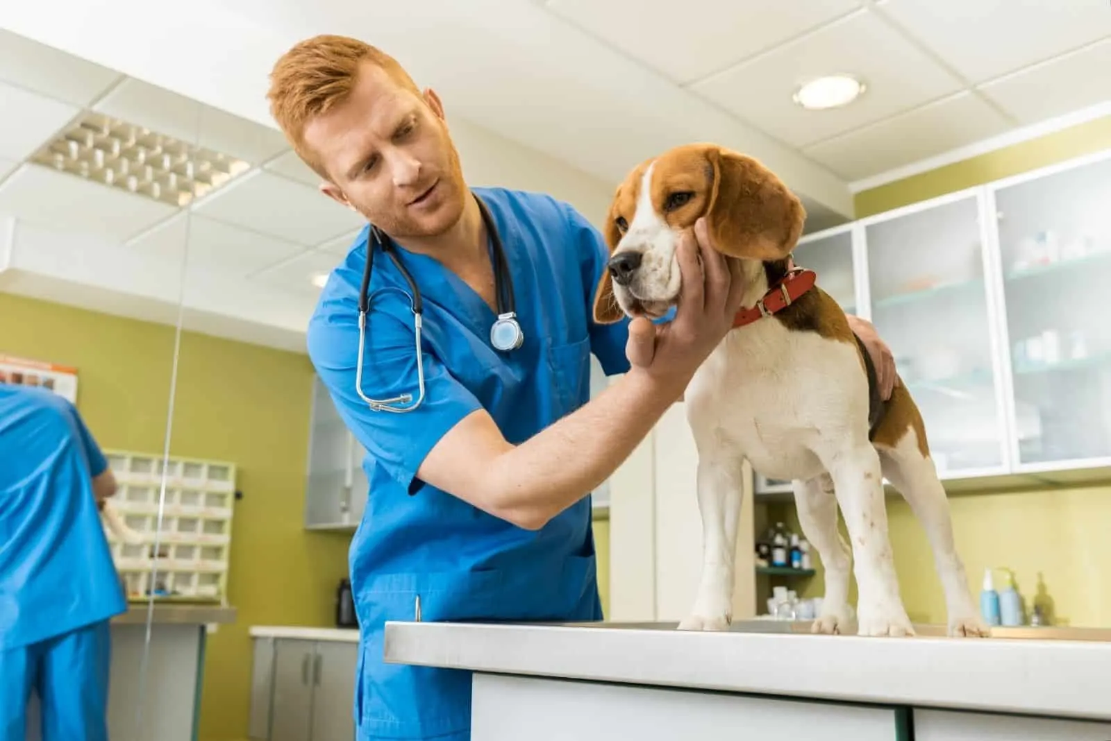 male veterinary examining a cute beagle at the clinic