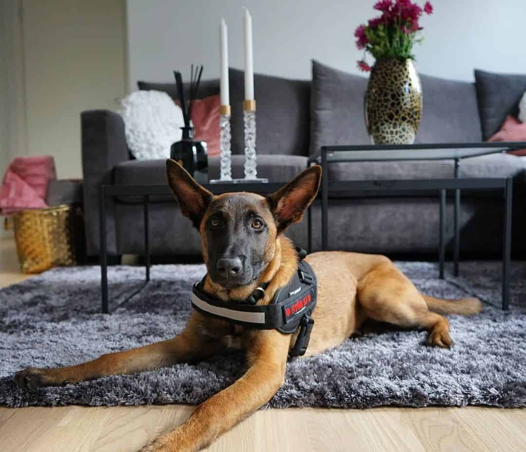 malinois dog lying on the carpet