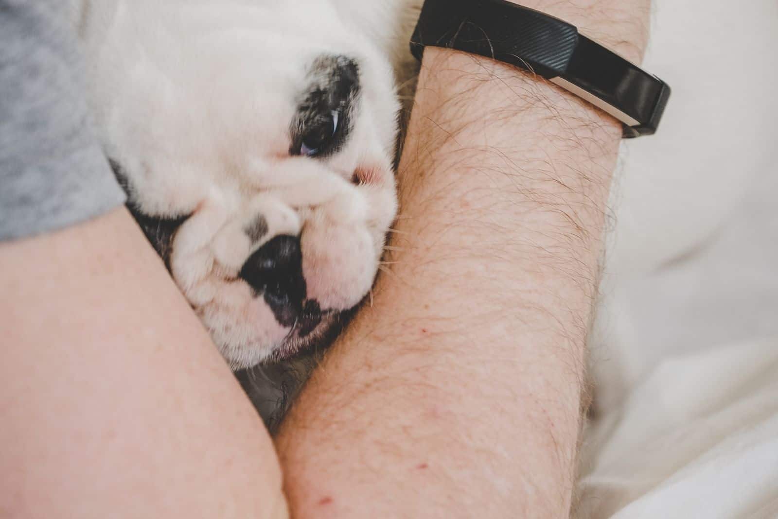 man cuddling a french bulldog puppy in close up photography