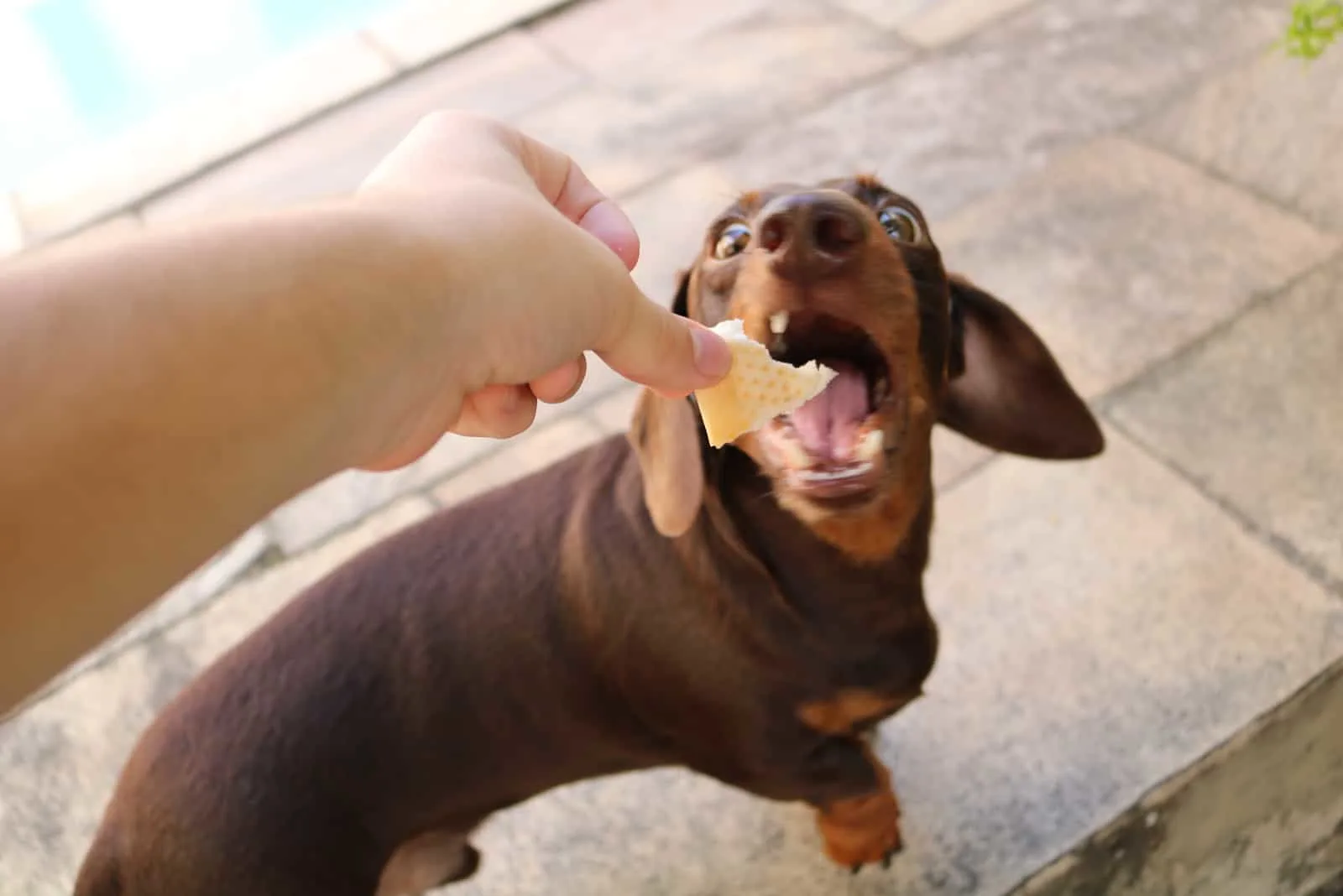 man gives dog a piece of bread