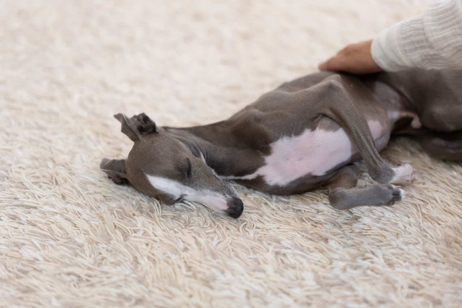 man petting on dog of greyhound breed sleeping on a fur carpet