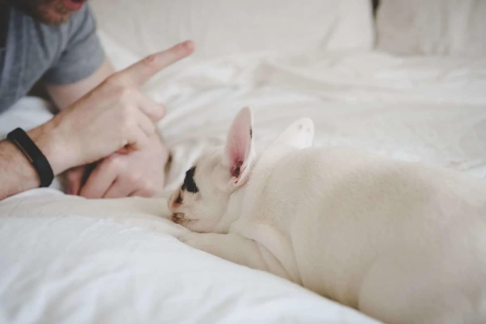 man training his puppy in bed to lie down