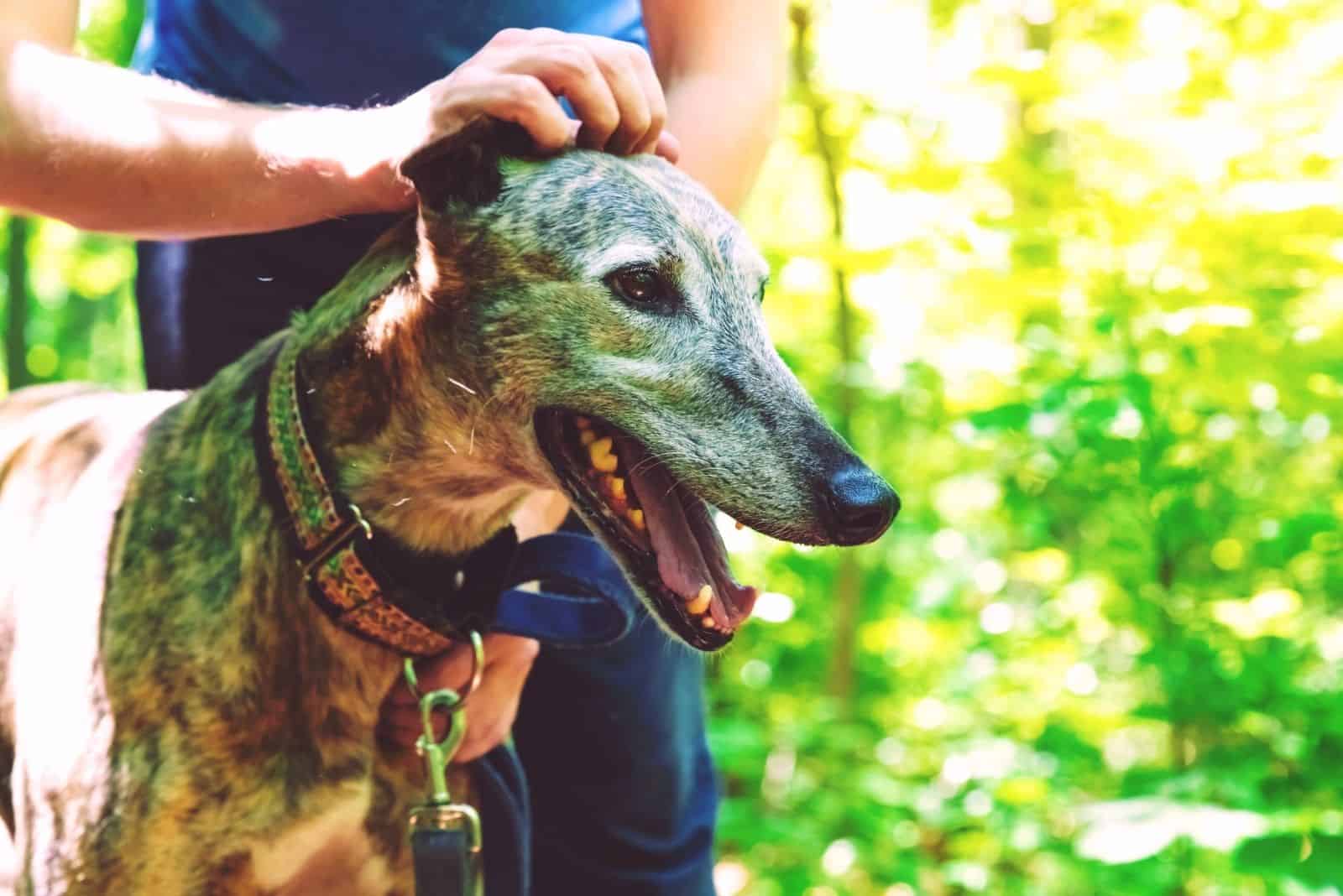 man with his greyhound in the woods petting the dog's head with his hand