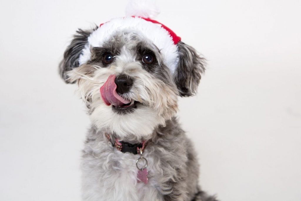 The Merle Poodle What Lies Behind This Dog Breed