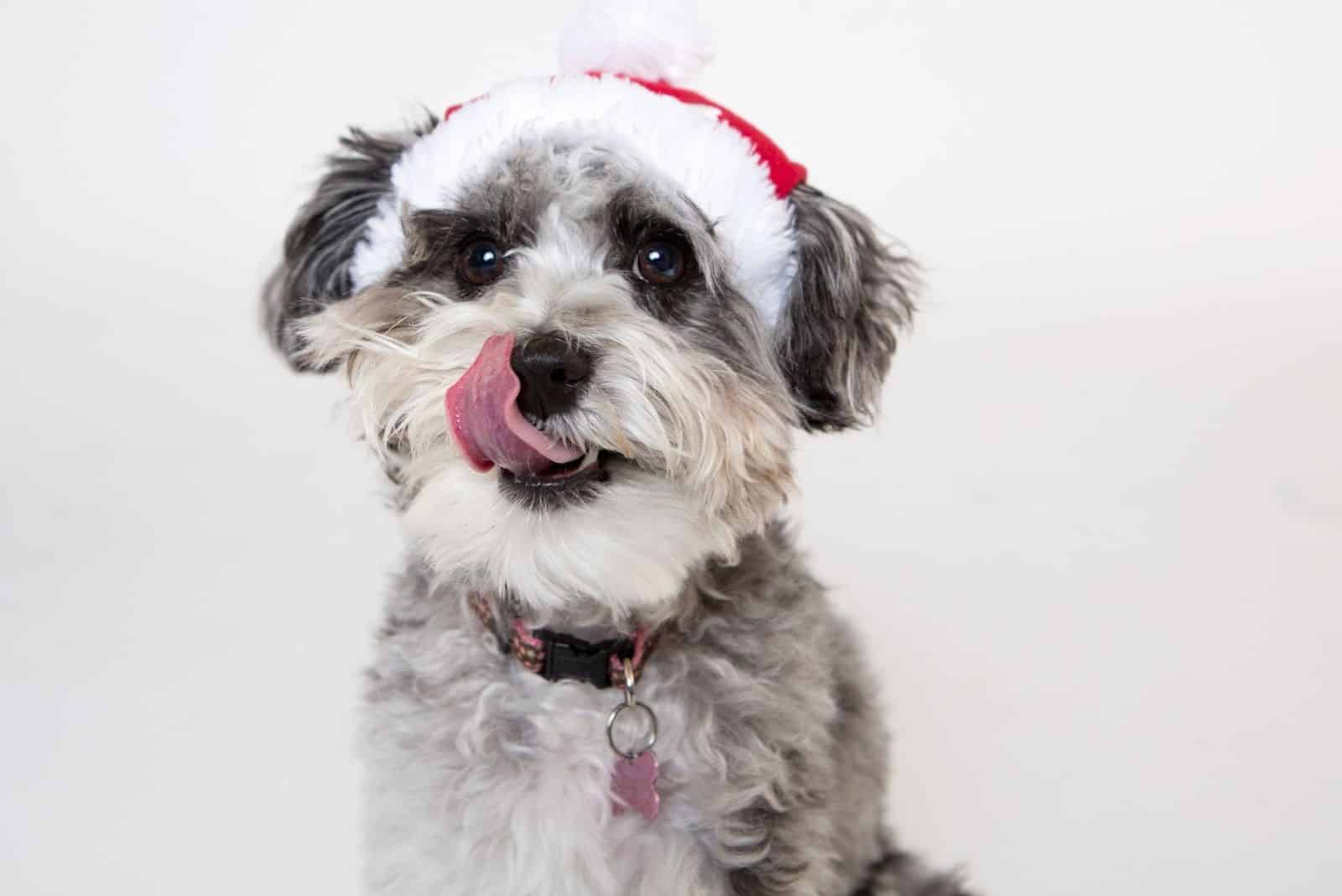 merle poodle licking its lips wearing a santa hat standing in white background