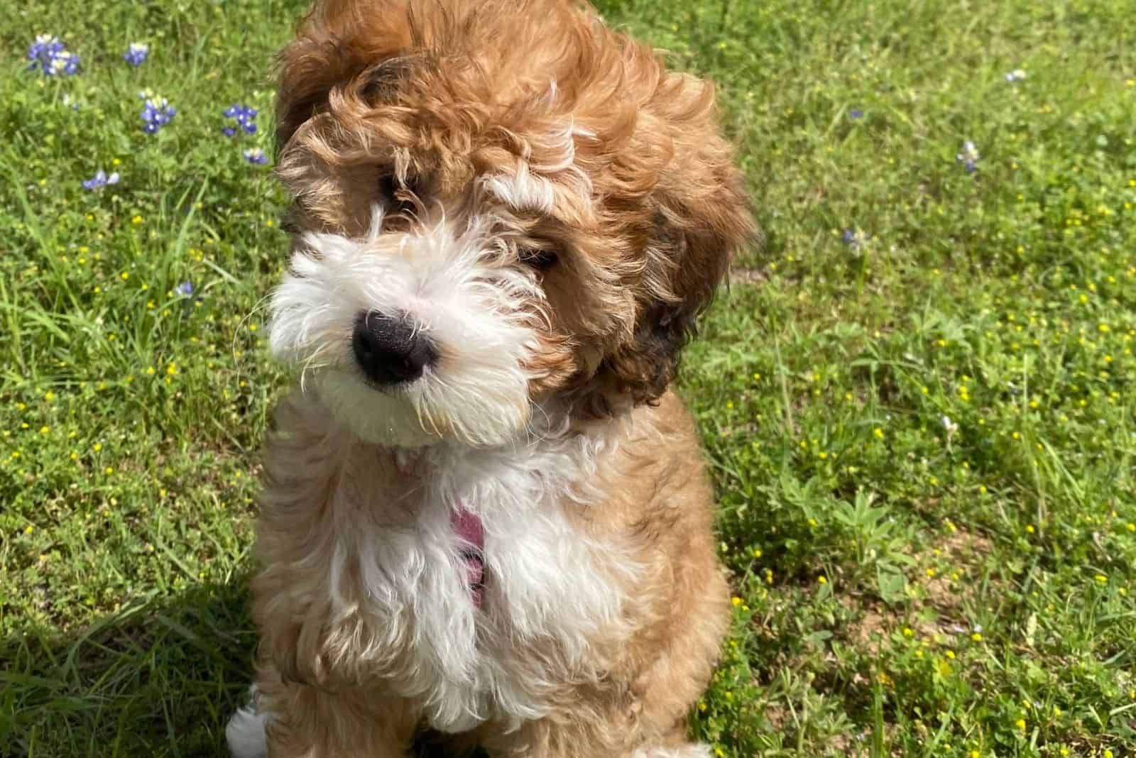 mini sable bernedoodle standing in the green lawn grass