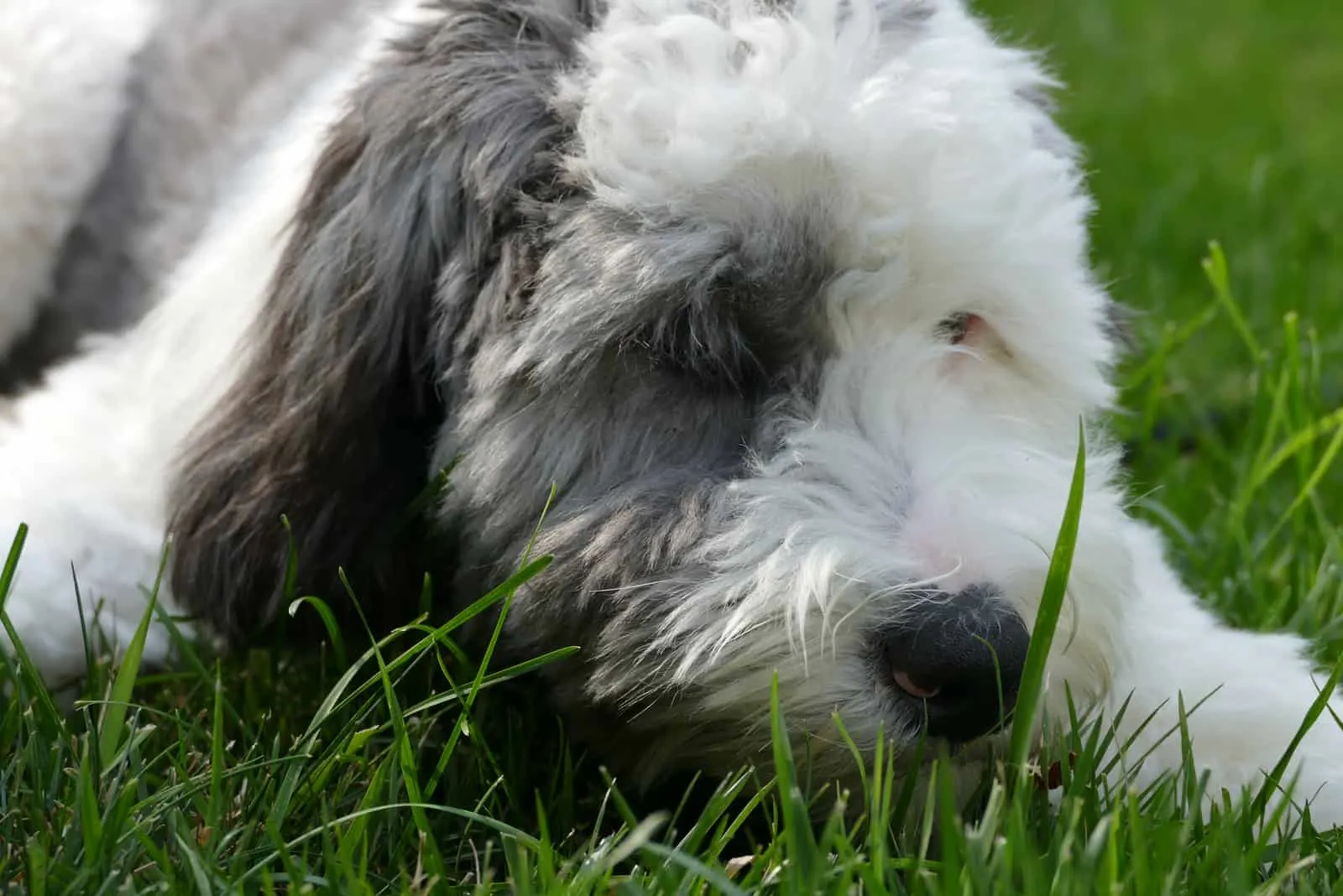 mini sheepadoodle rests in the grass