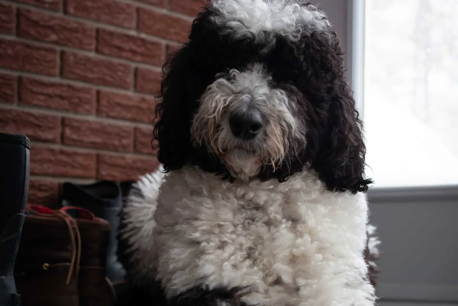 mini sheepadoodle sitting