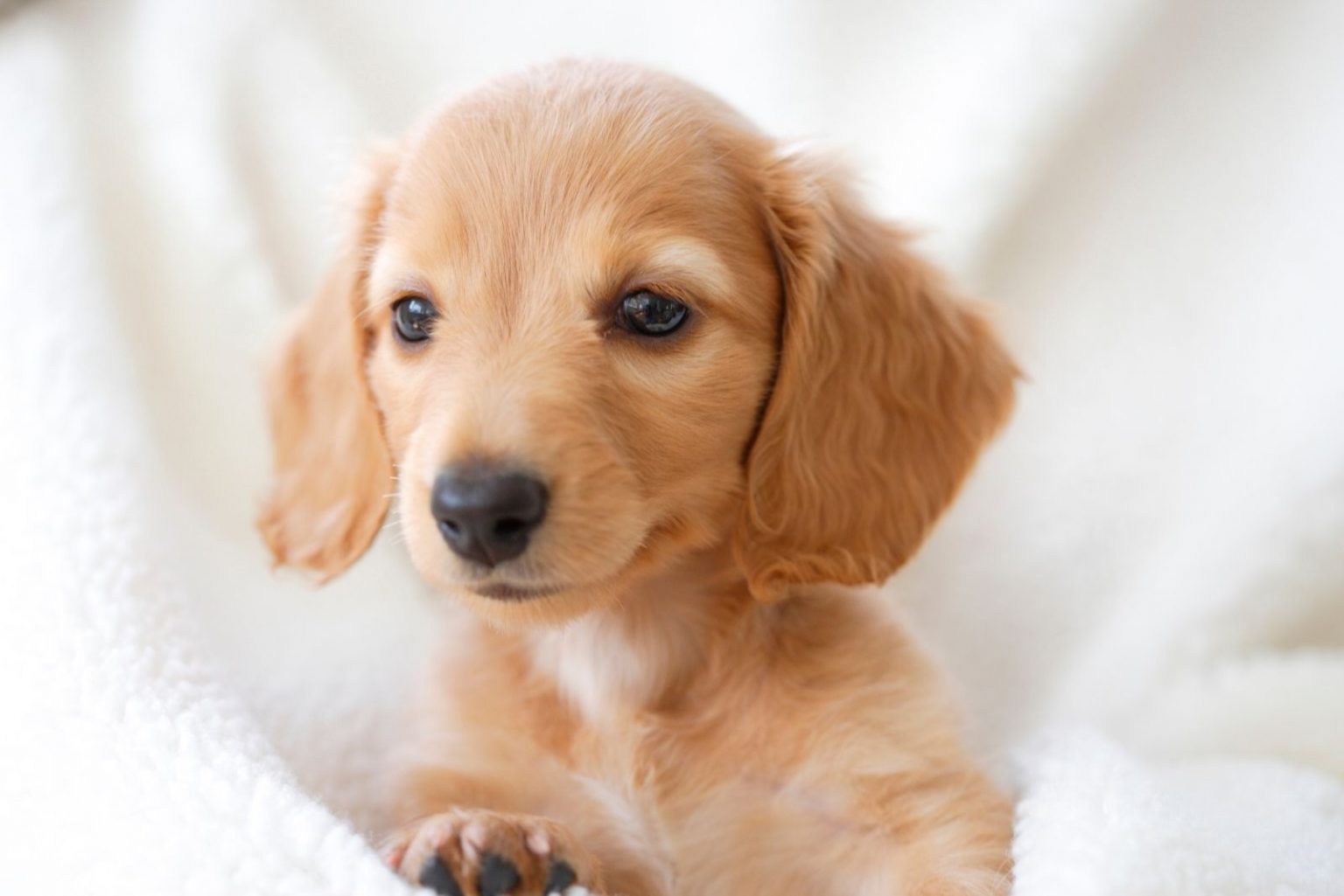 English Cream Dachshund A Guide To The Most Beautiful Sausage Dog