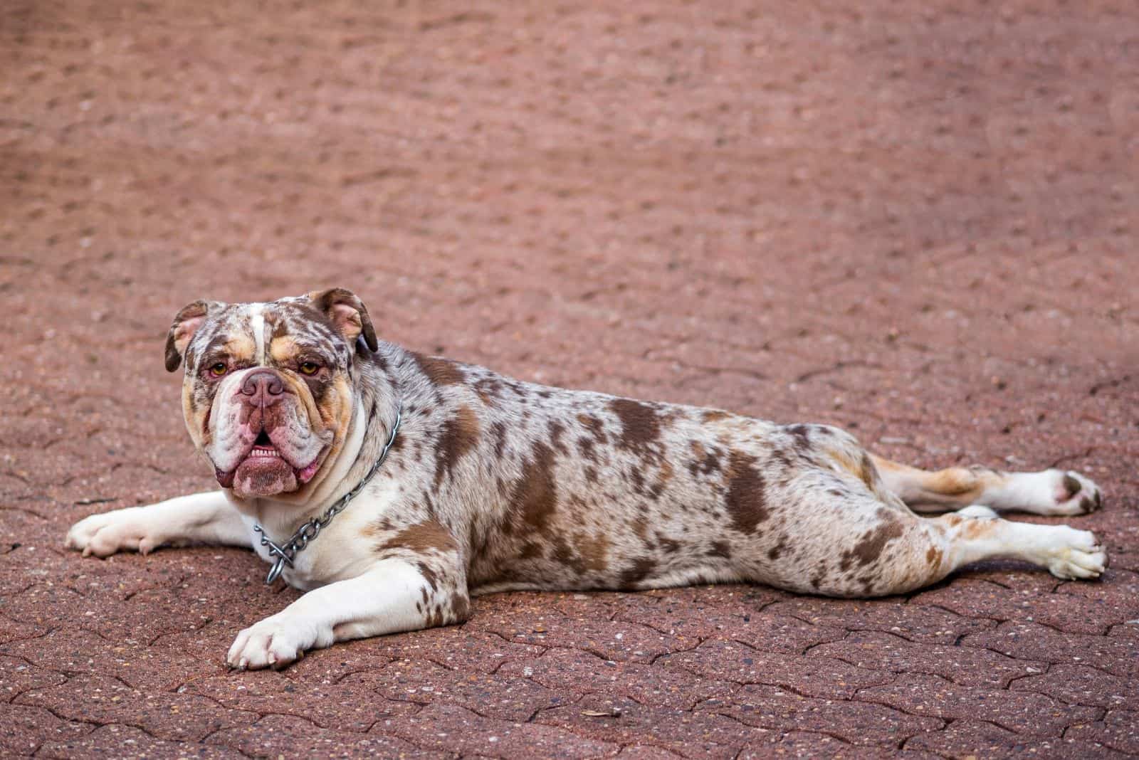 molted english bulldog lying down on the bricked walkway