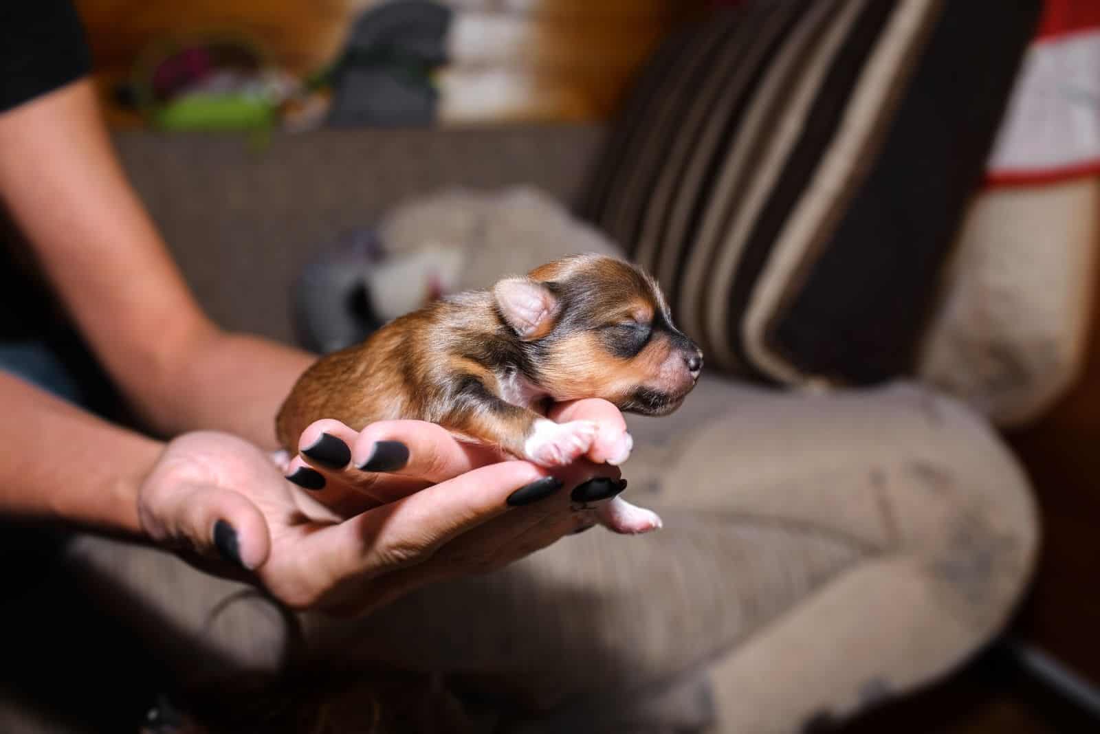 newborn little puppy of yorkshire delivered and held by a veterinarian inside the house