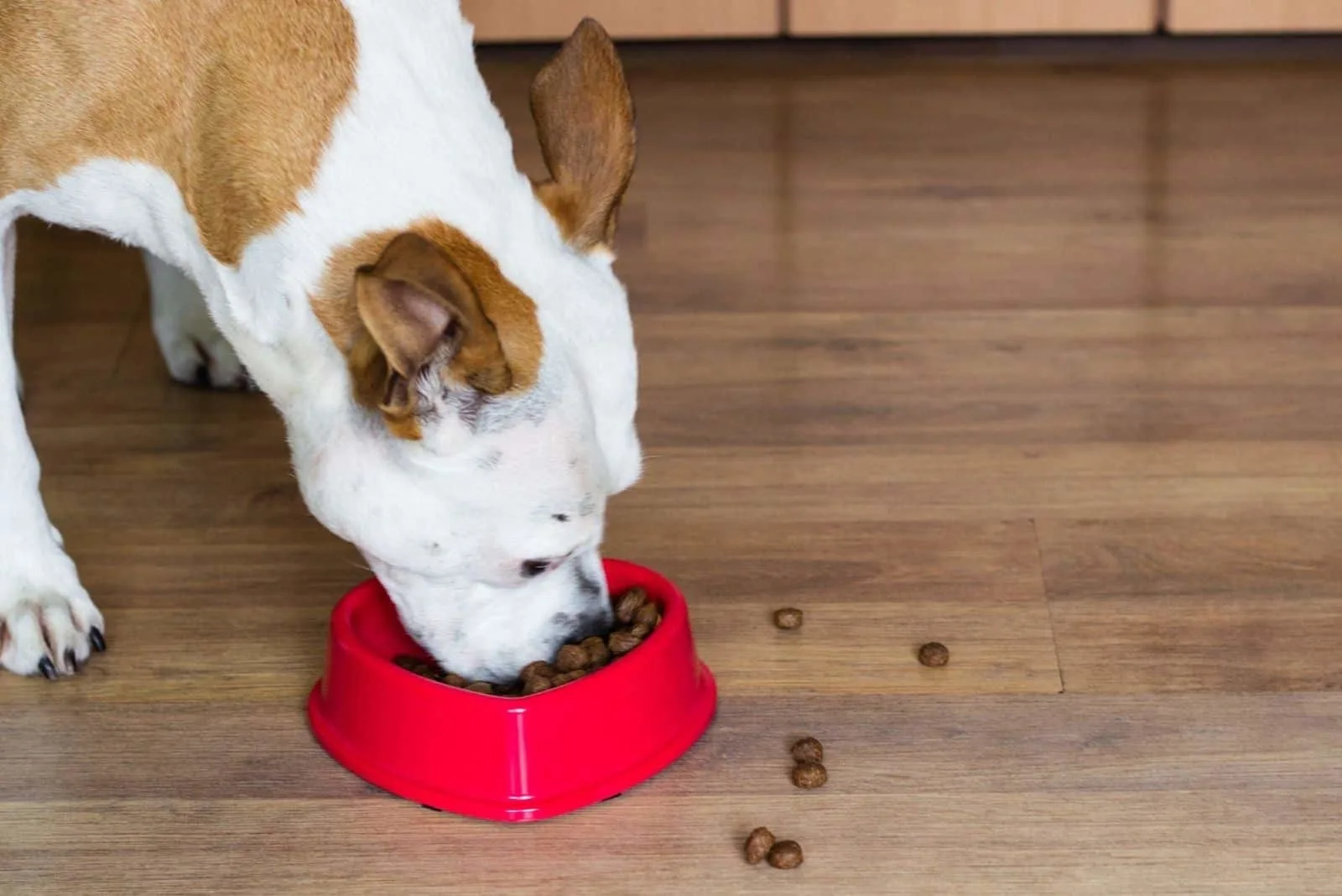 pitbull eats dog food