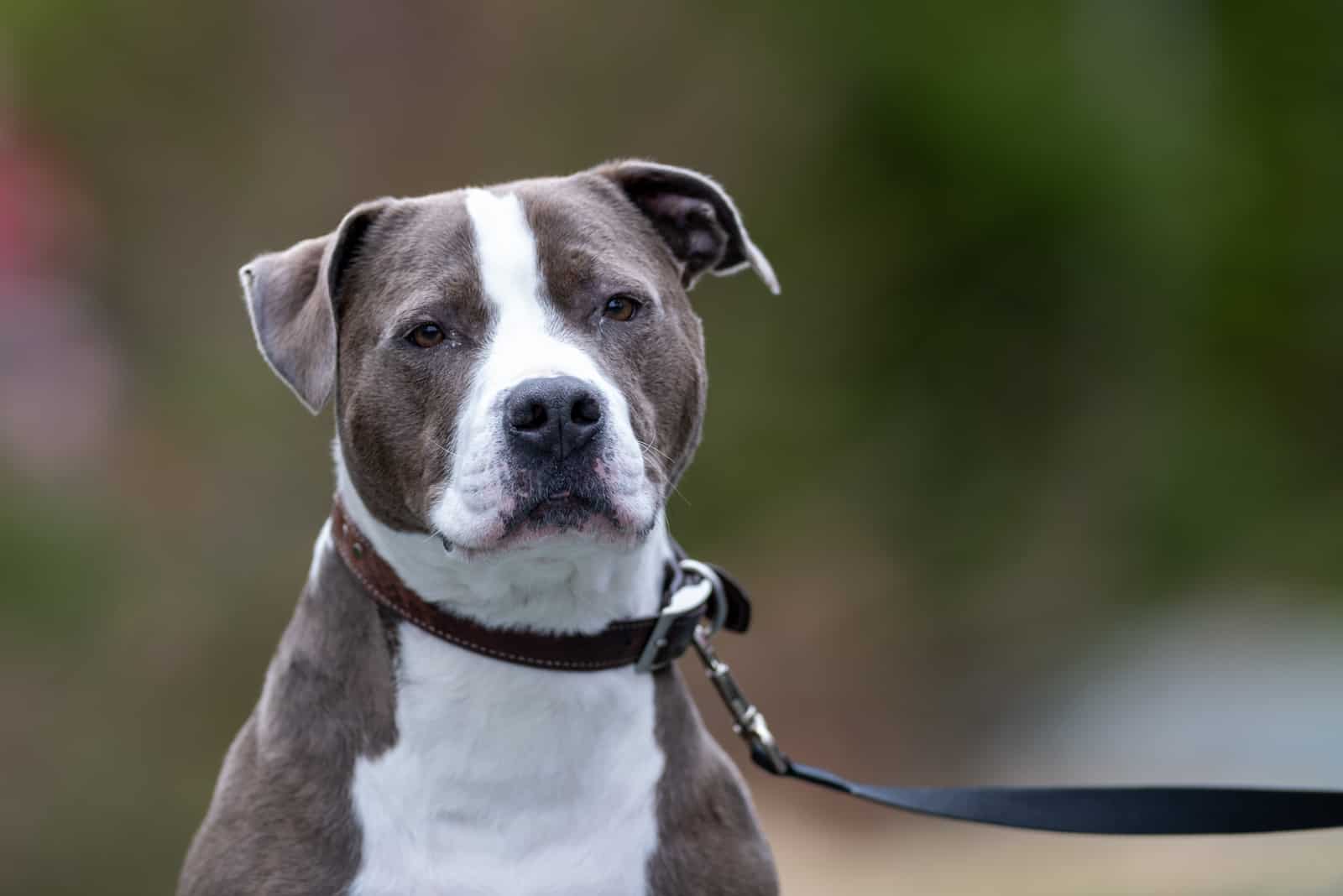 pitbull on a leash