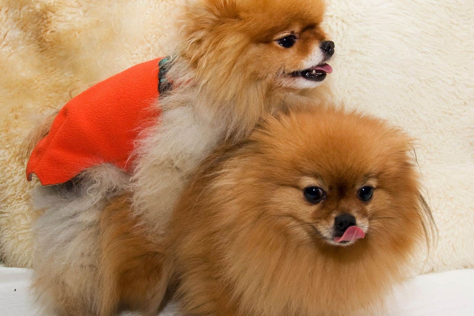 pomeranian dogs mating indoors in close-up photography