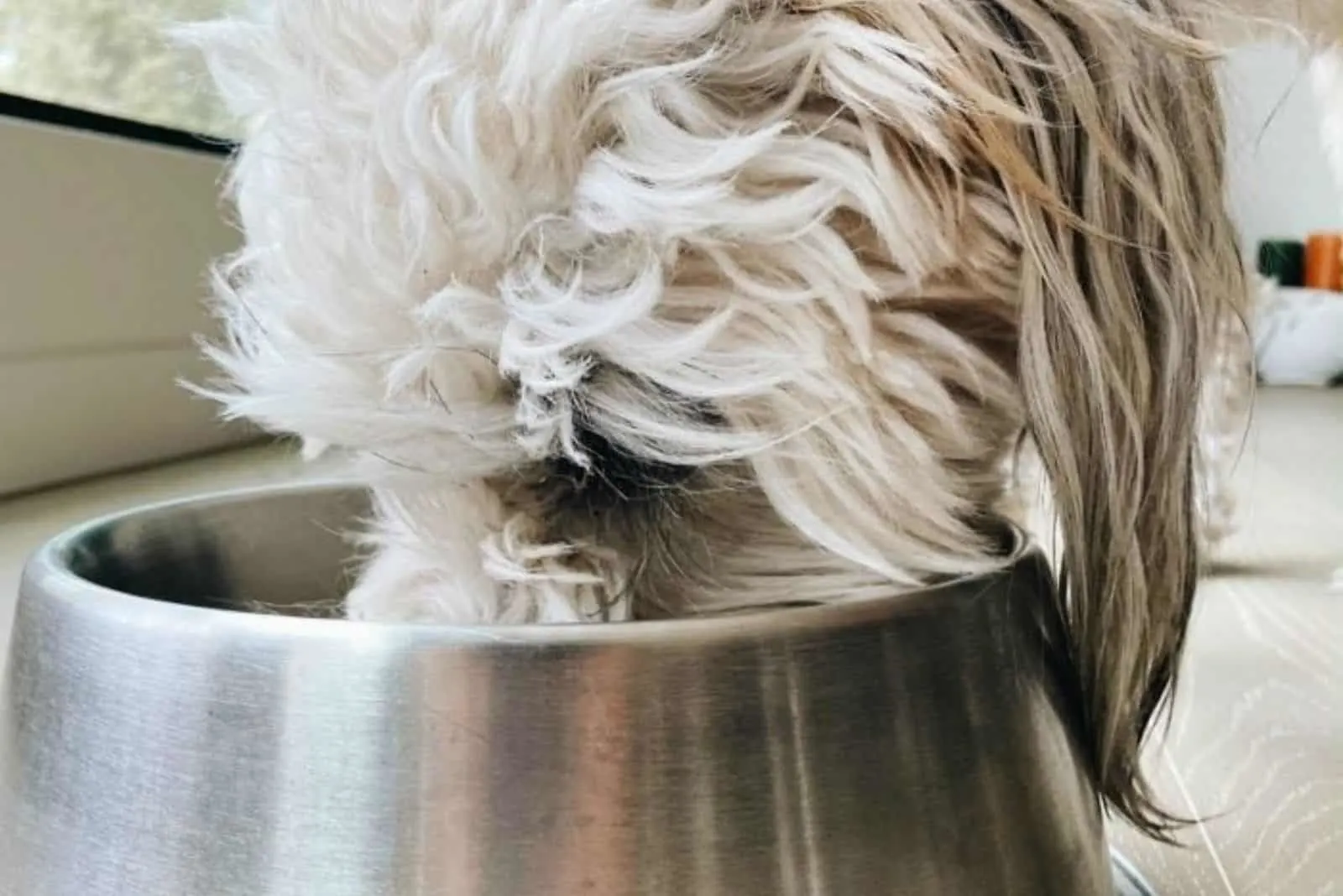 poodle eats from a tin bowl