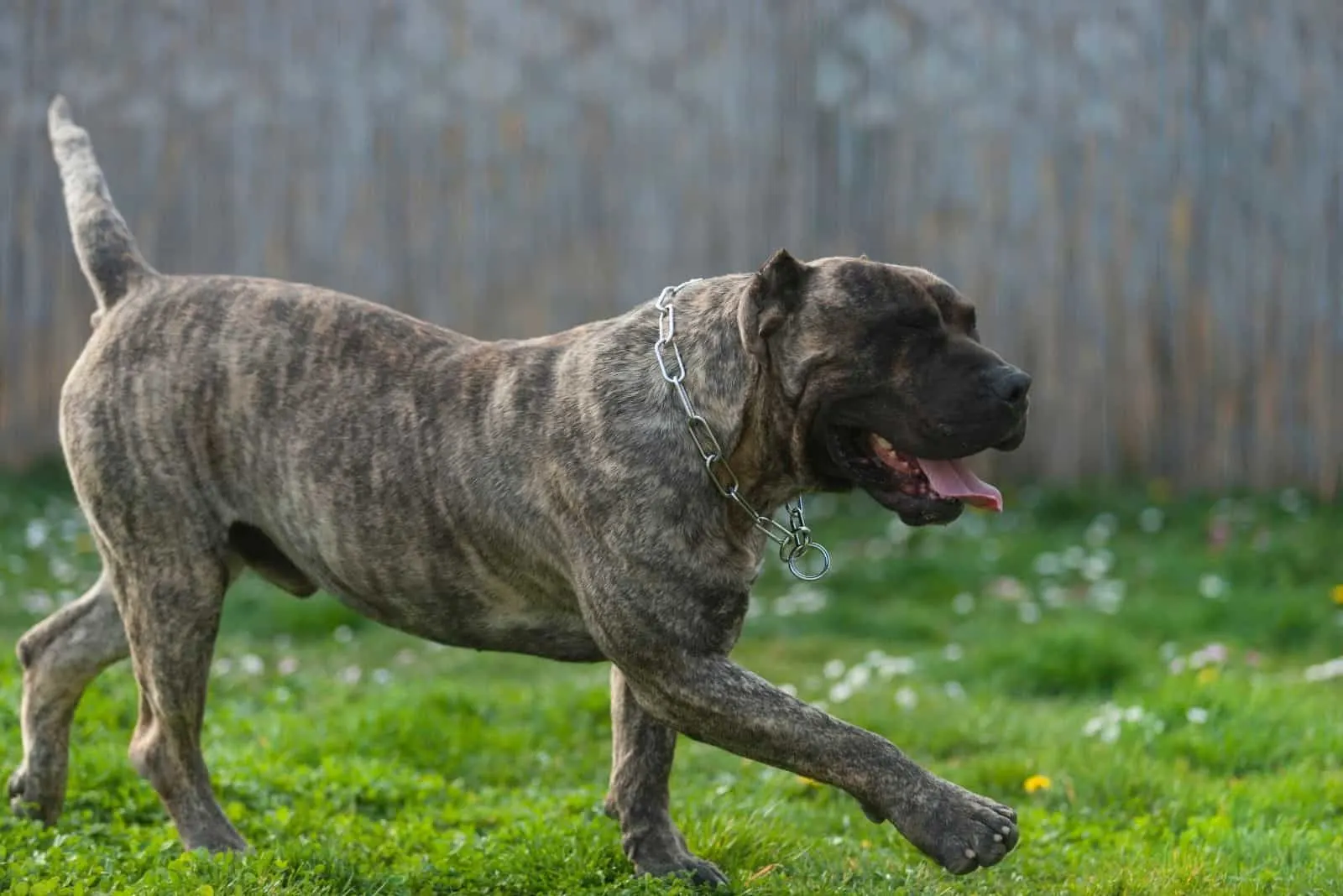 presa canario dog walking in the lawn during the day