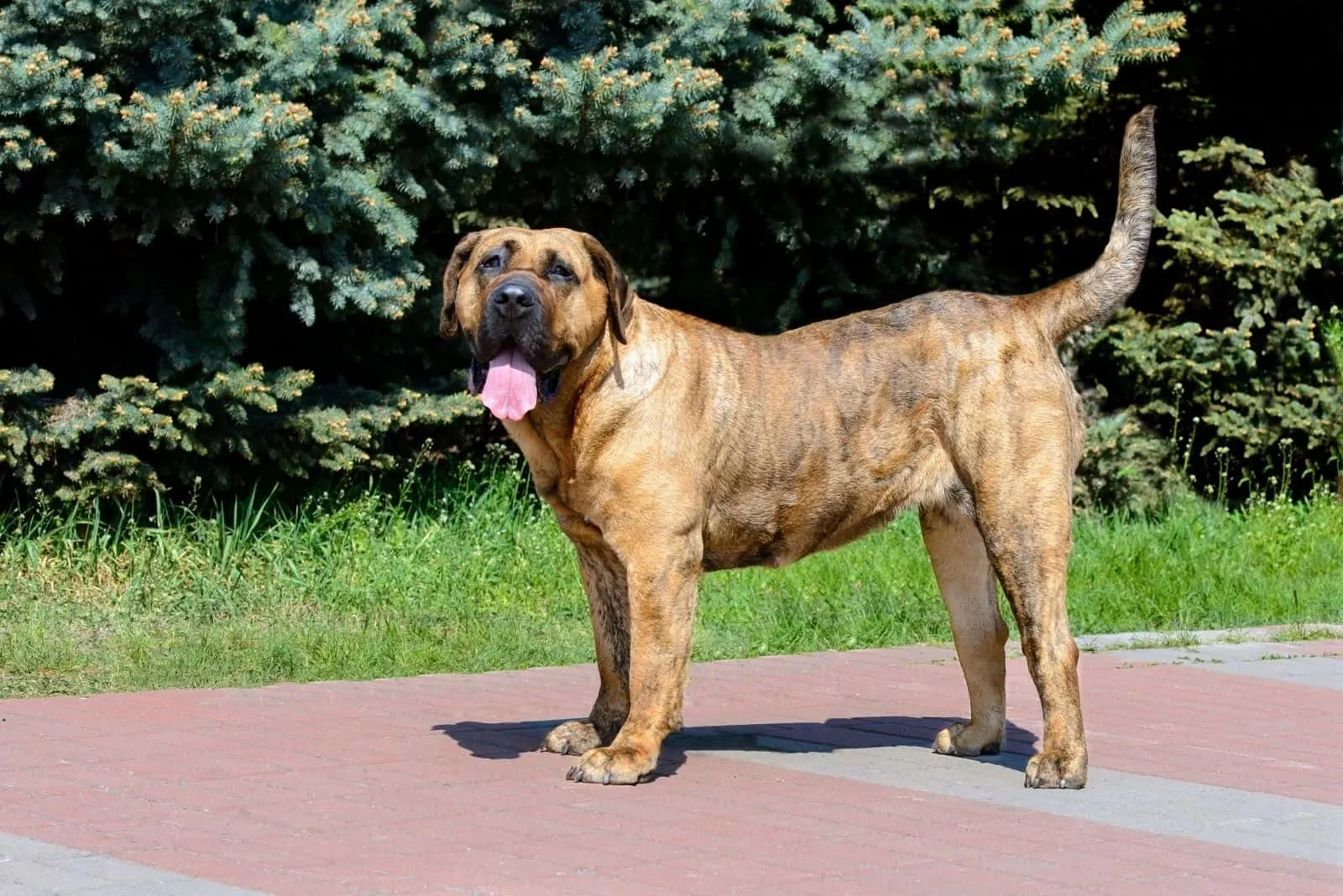 presa canario looks at the camera standing in the park's road